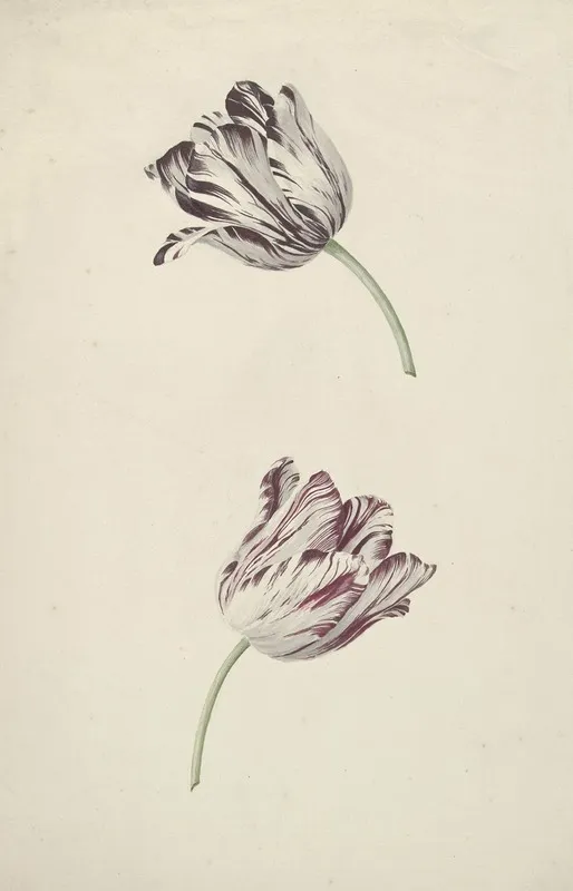 Twee Wit Rode Tulpen Wall Art by Jan Jansz. van der Vinne - High-Resolution Digital Print