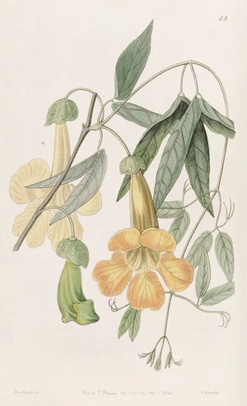 Tweedies Bignonia Wall Art by Sydenham Edwards - High-Resolution Digital Print