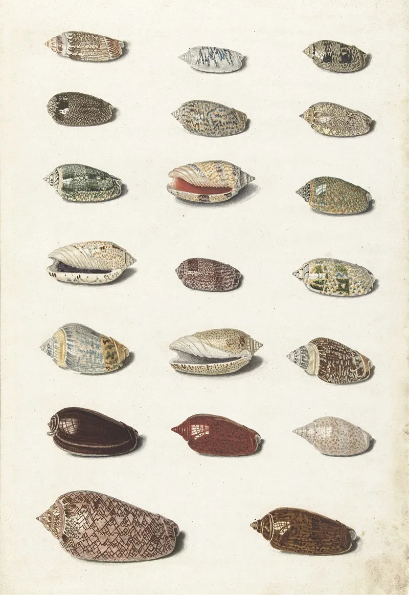 Twenty Tropical Shells Wall Art by Johann Gustav Hoch - High-Resolution Digital Print