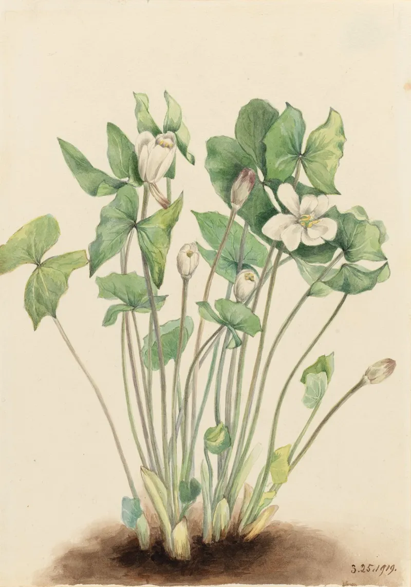 Twinleaf Jeffersonia Diphylla 2