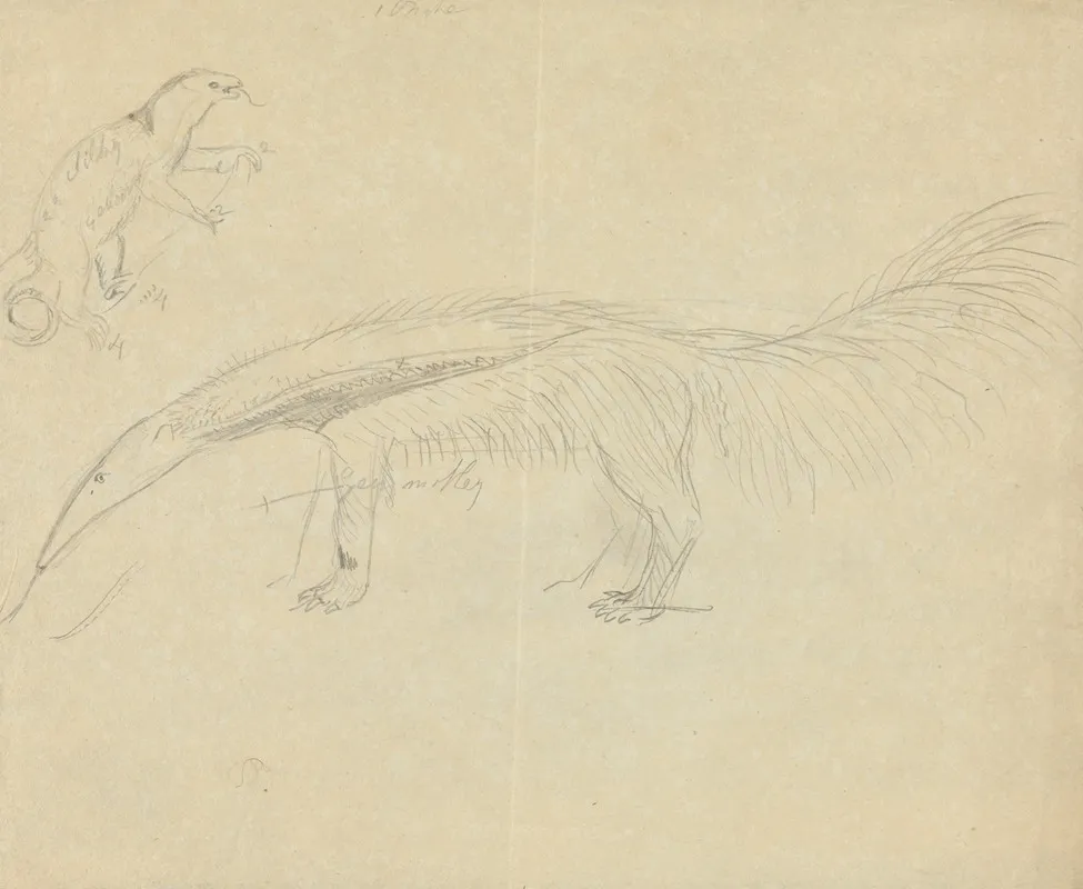 Two Anteaters