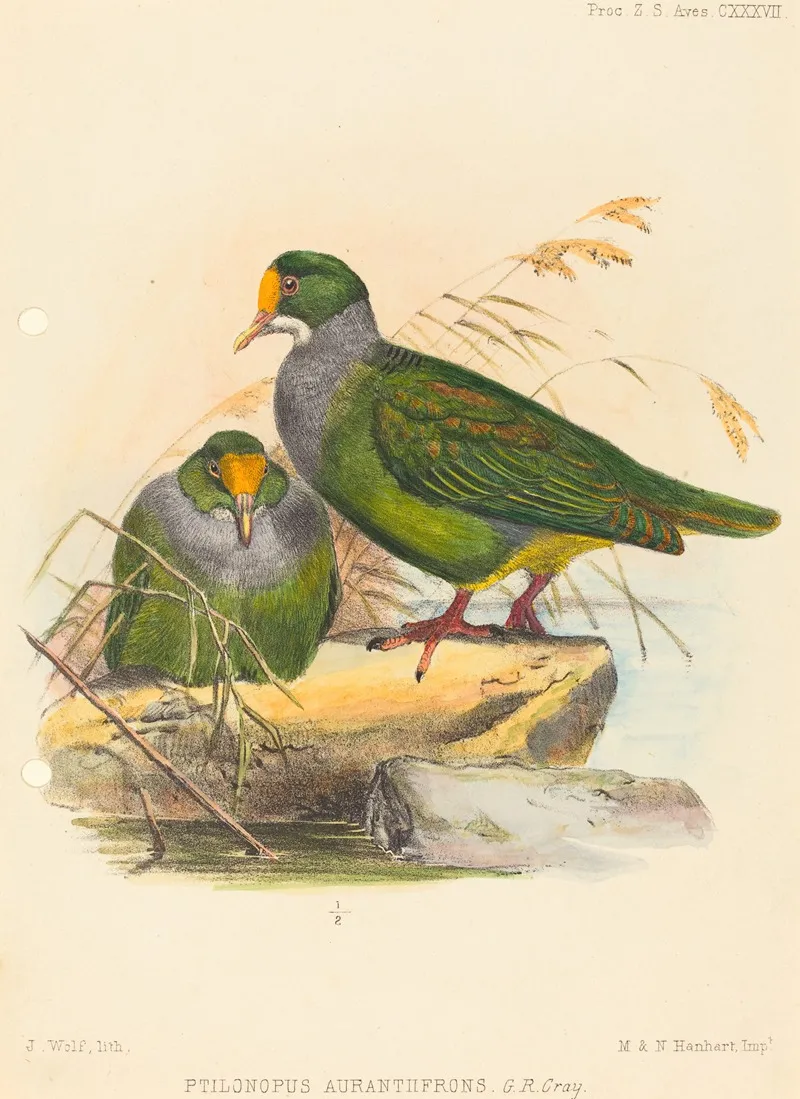 Two Birds Ptilonopus Auranthfrons Wall Art by Joseph Wolf - High-Resolution Digital Print