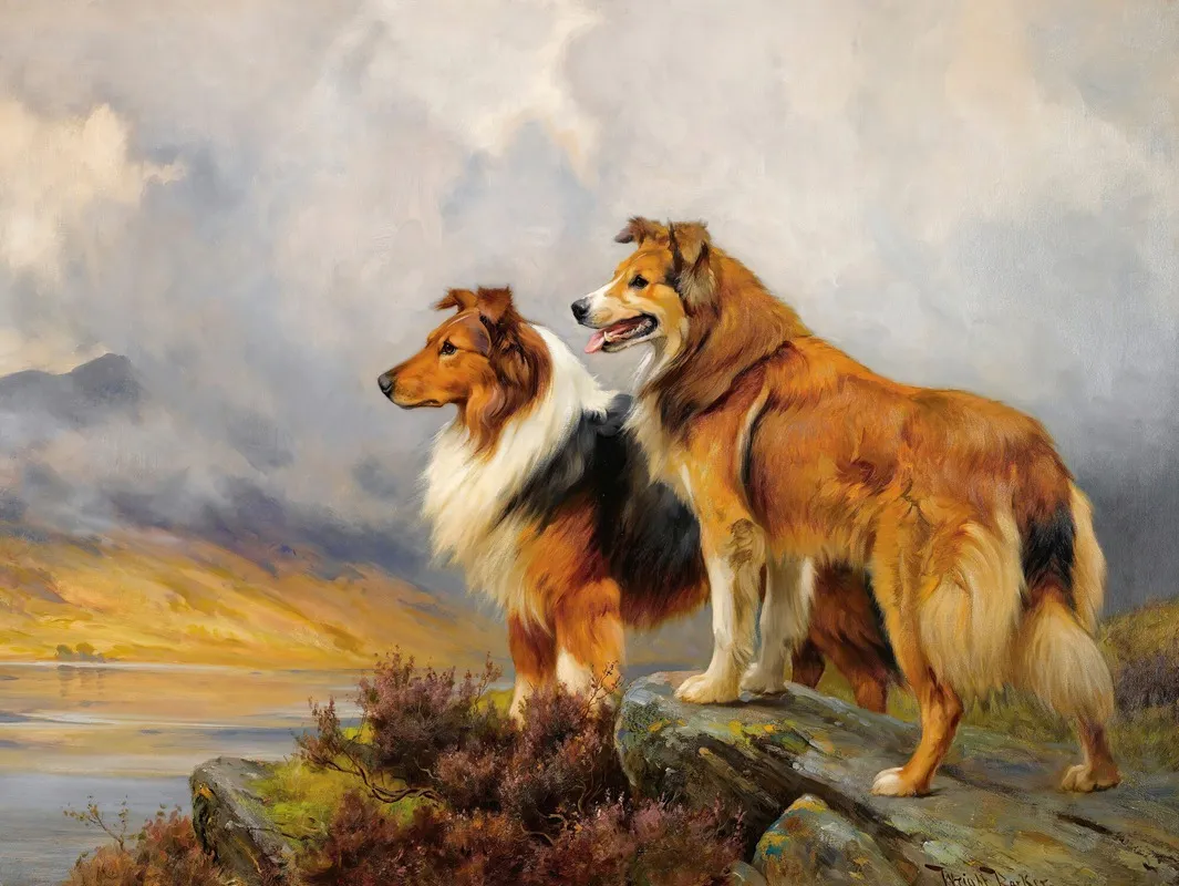 Two Collies Above A Lake Wall Art by Wright Barker - High-Resolution Digital Print