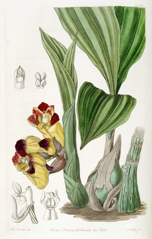 Two Coloured Barrel Orchis Wall Art by Sydenham Edwards - High-Resolution Digital Print