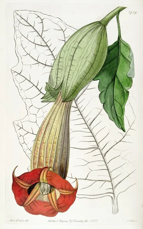 Two Coloured Brugmansia Wall Art by Sydenham Edwards - High-Resolution Digital Print
