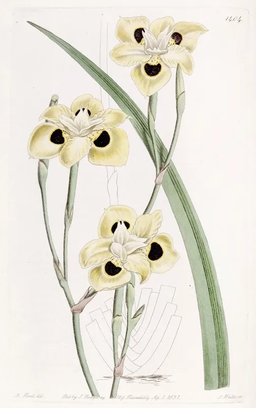 Two Coloured Iris Wall Art by Sydenham Edwards - High-Resolution Digital Print