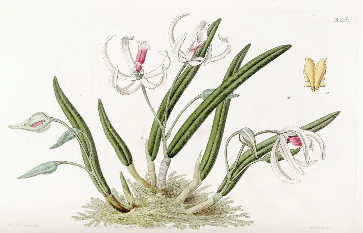 Two Coloured Leptotes Wall Art by Sydenham Edwards - High-Resolution Digital Print