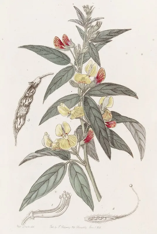 Two Coloured Pigeon Pea Wall Art by Sydenham Edwards - High-Resolution Digital Print
