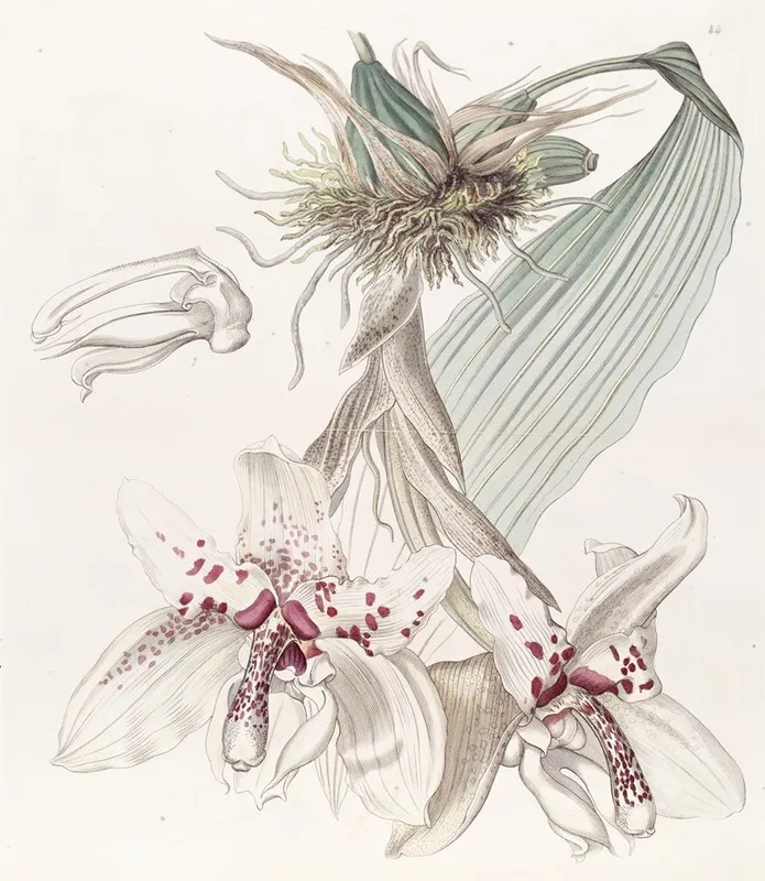 Two Coloured Von Martius Stanhopea Wall Art by Sydenham Edwards - High-Resolution Digital Print