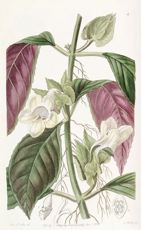 Two Coloured Woodwort Wall Art by Sydenham Edwards - High-Resolution Digital Print