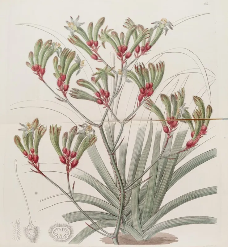 Two Coloured Yellow Haired Anigozanthus Wall Art by Sydenham Edwards - High-Resolution Digital Print