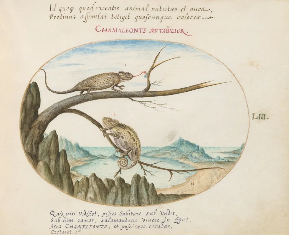 Two Common Or Mediterranean Chameleons Above San Sebastian Spain
