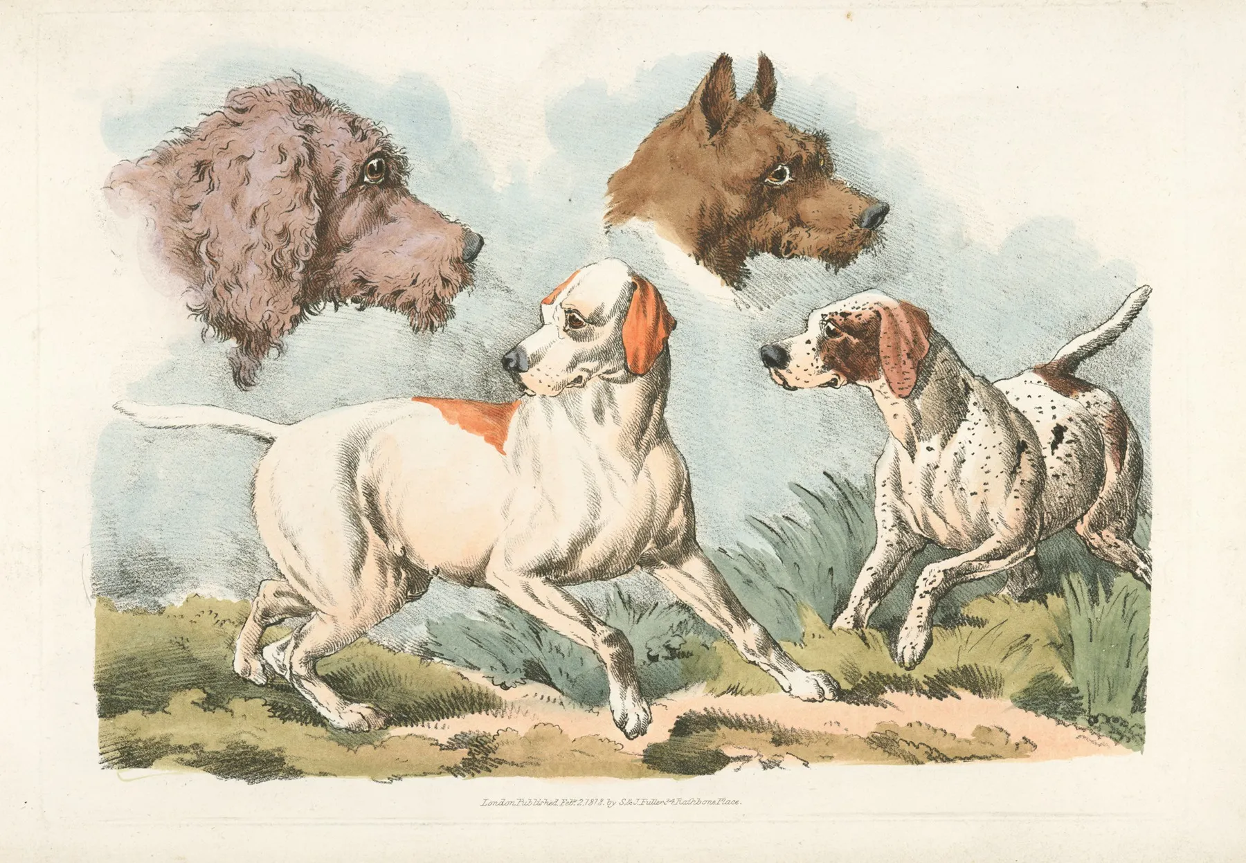 Two Dogs And Two Dog Heads