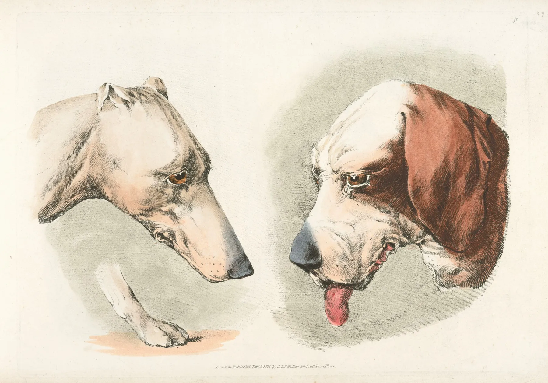 Two Dogs Heads And A Paw 2