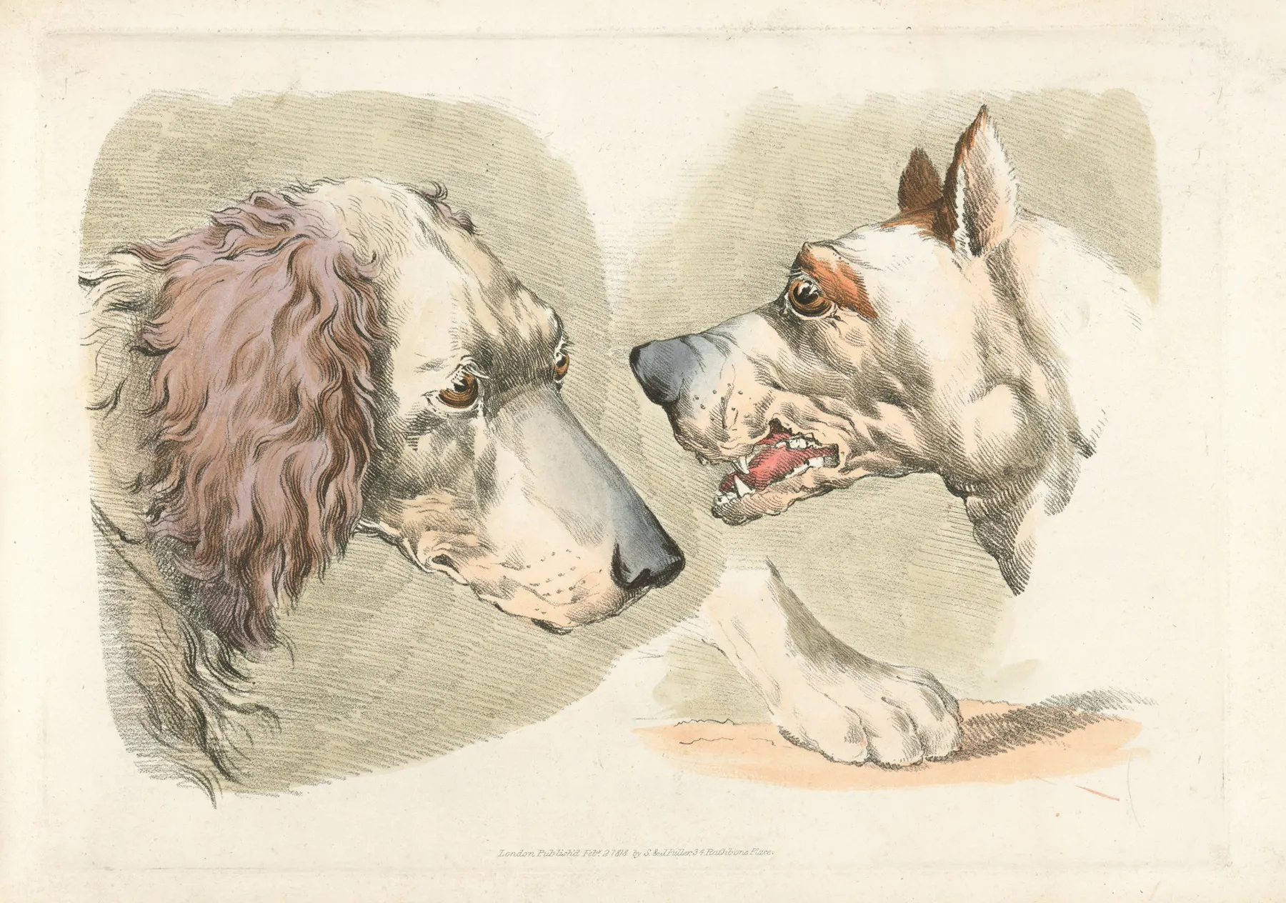 Two Dogs Heads And A Paw