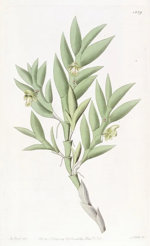Two Edged Dendrobium Wall Art by Sydenham Edwards - High-Resolution Digital Print