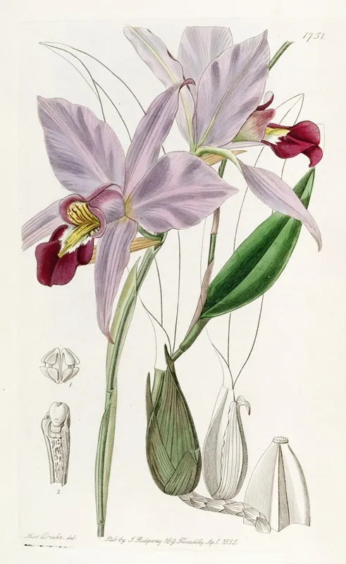 Two Edged Laelia Wall Art by Sydenham Edwards - High-Resolution Digital Print