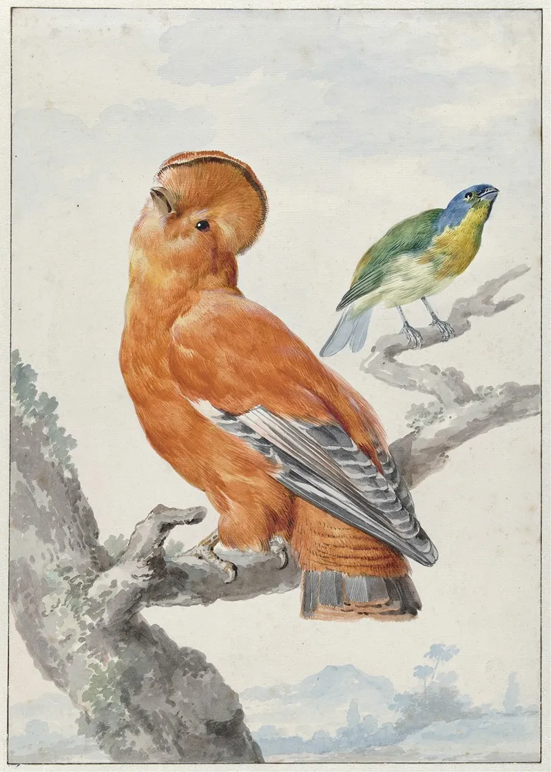 Two Exotic Birds Wall Art by Aert Schouman - High-Resolution Digital Print