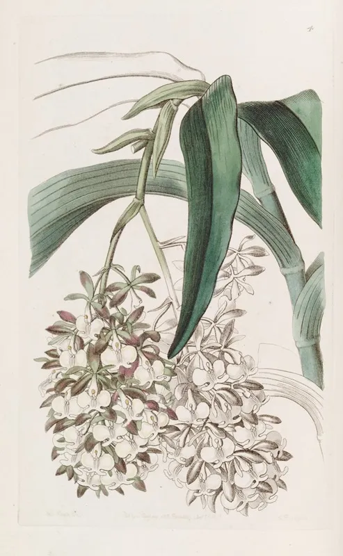 Two Footed Epidendrum Wall Art by Sydenham Edwards - High-Resolution Digital Print