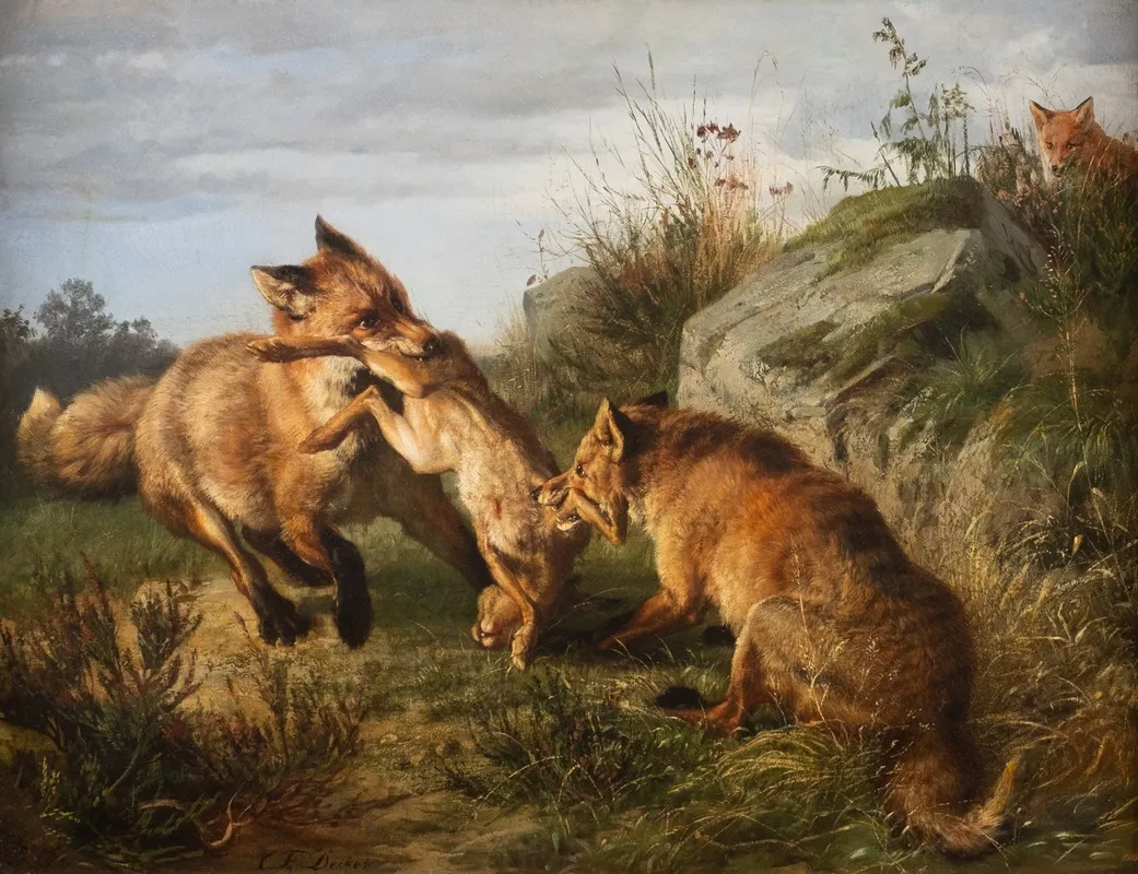 Two Foxes Fighting For Their Prey