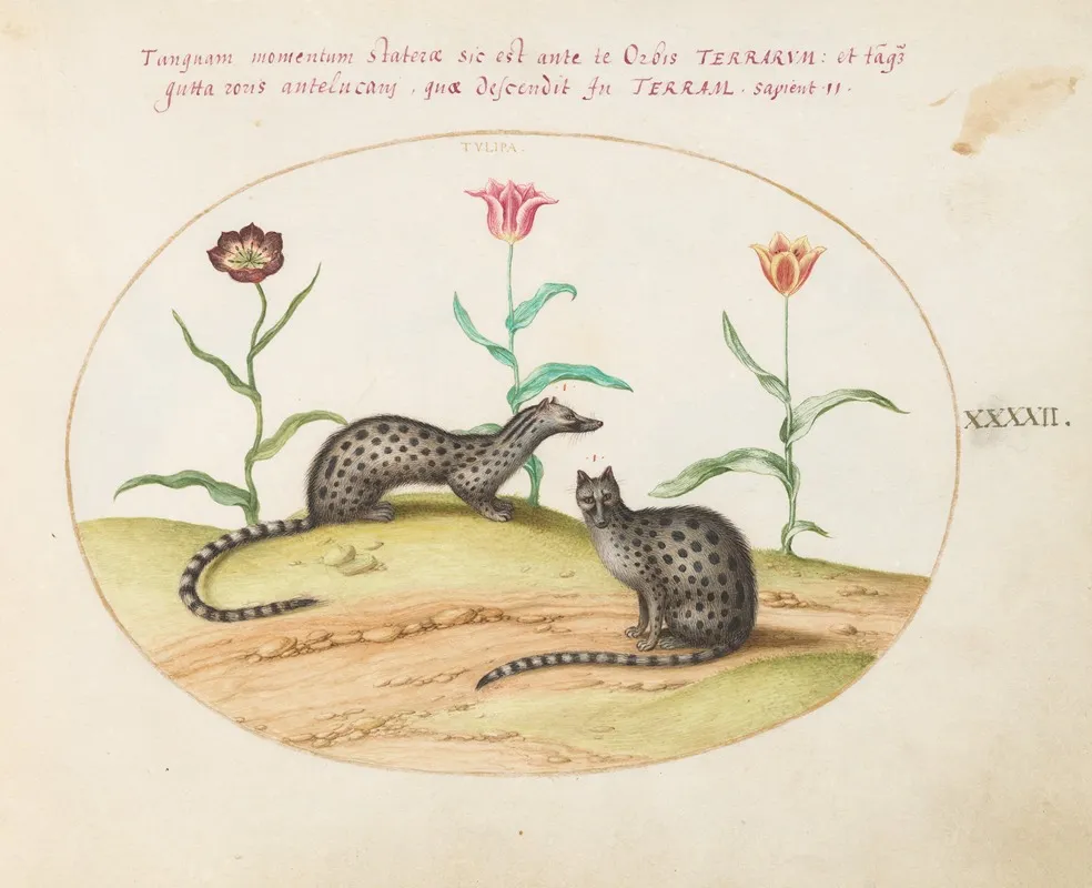 Two Genets Or Civet Cats With Tulips
