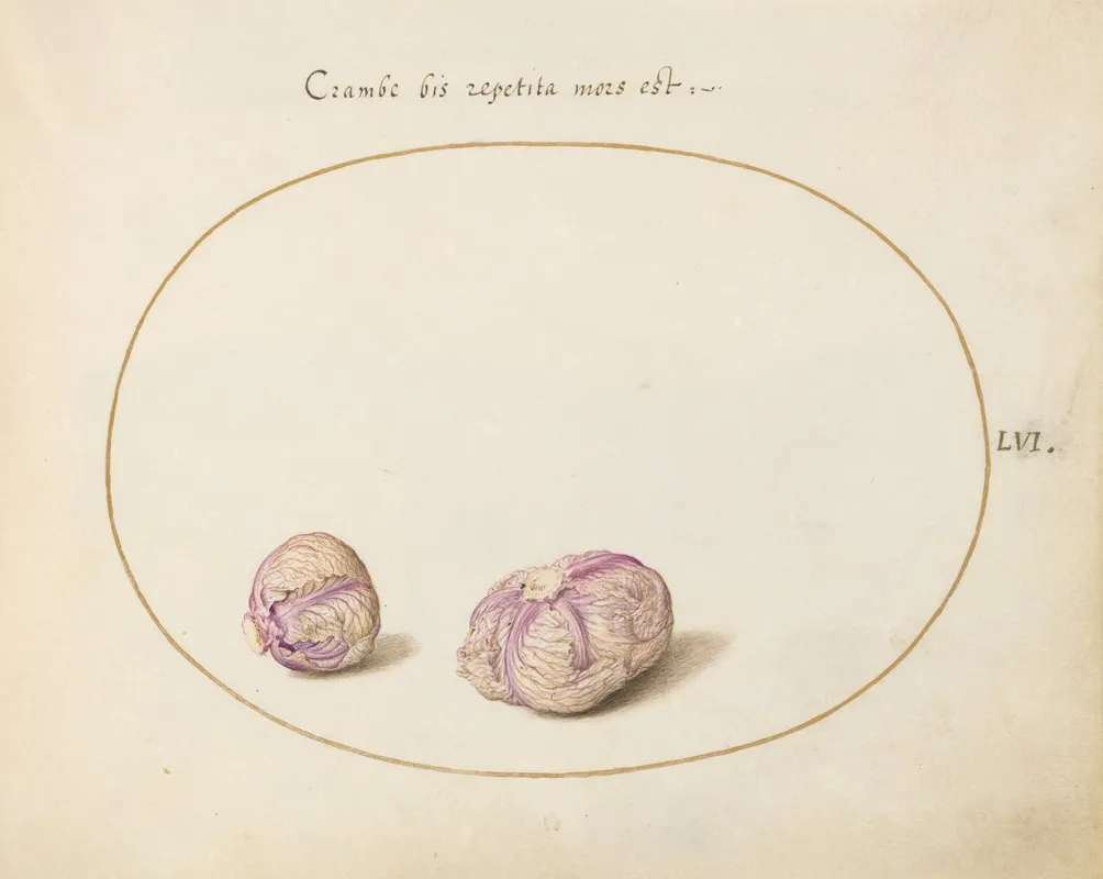 Two Heads Of Cabbage