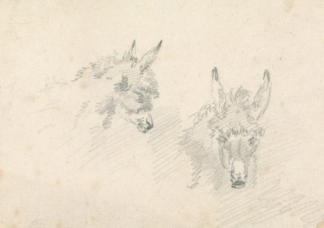 Two Heads Of Donkeys