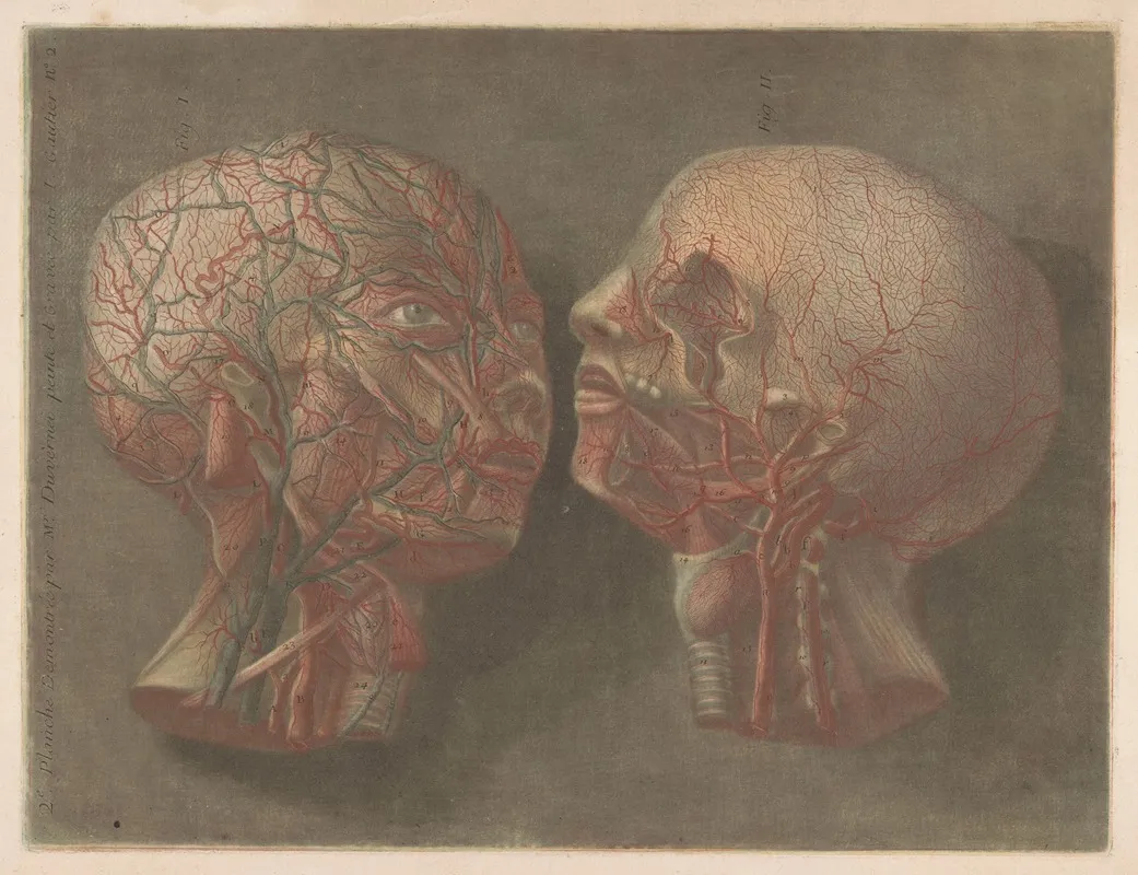 Two Heads With Veins Visible Wall Art by Jacques Fabien Gautier d'Agoty - High-Resolution Digital Print