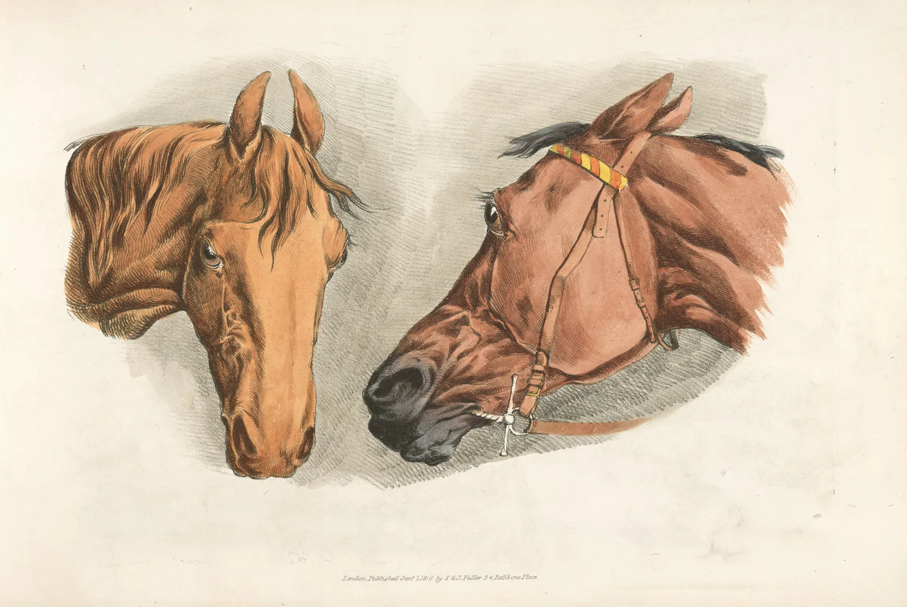 Two Horse Heads