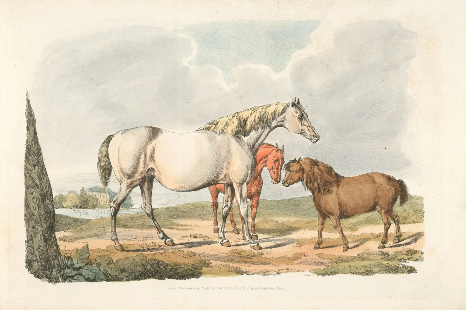 Two Horses And A Pony
