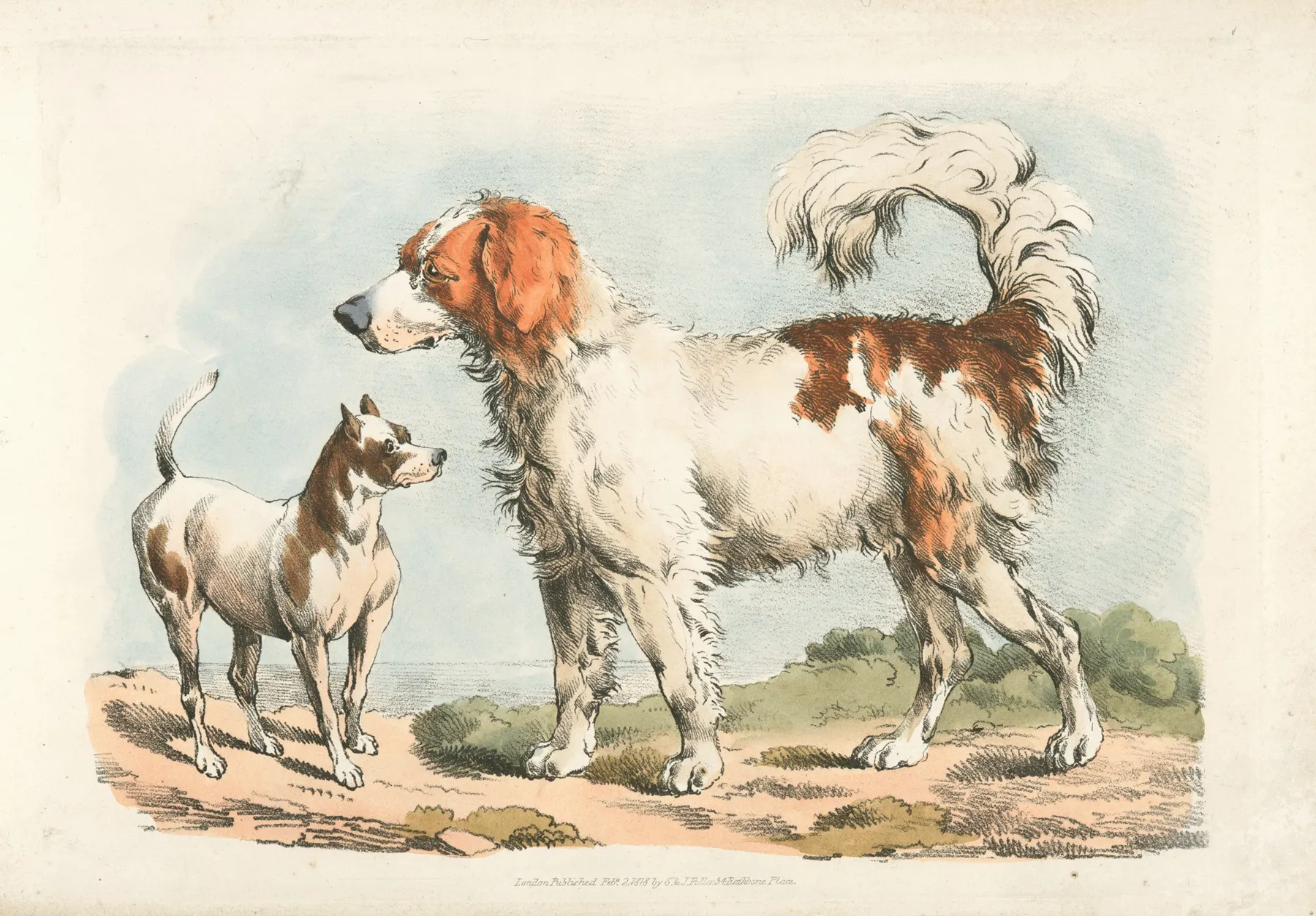Two Hunting Dogs