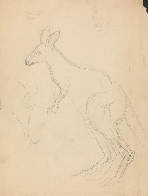 Two Kangaroos With Details 2
