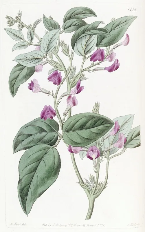 Two Lobed Glycine Wall Art by Sydenham Edwards - High-Resolution Digital Print