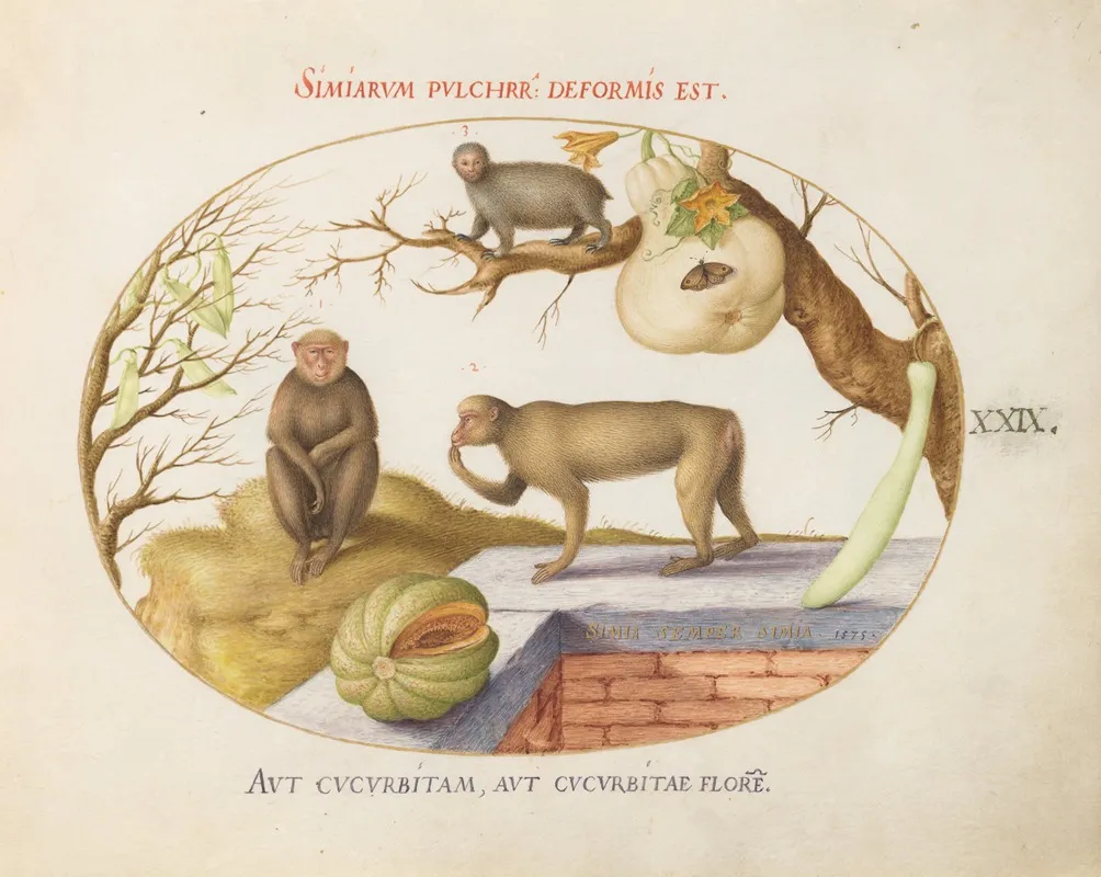 Two Monkeys An Arctopithecussloth And Fruit
