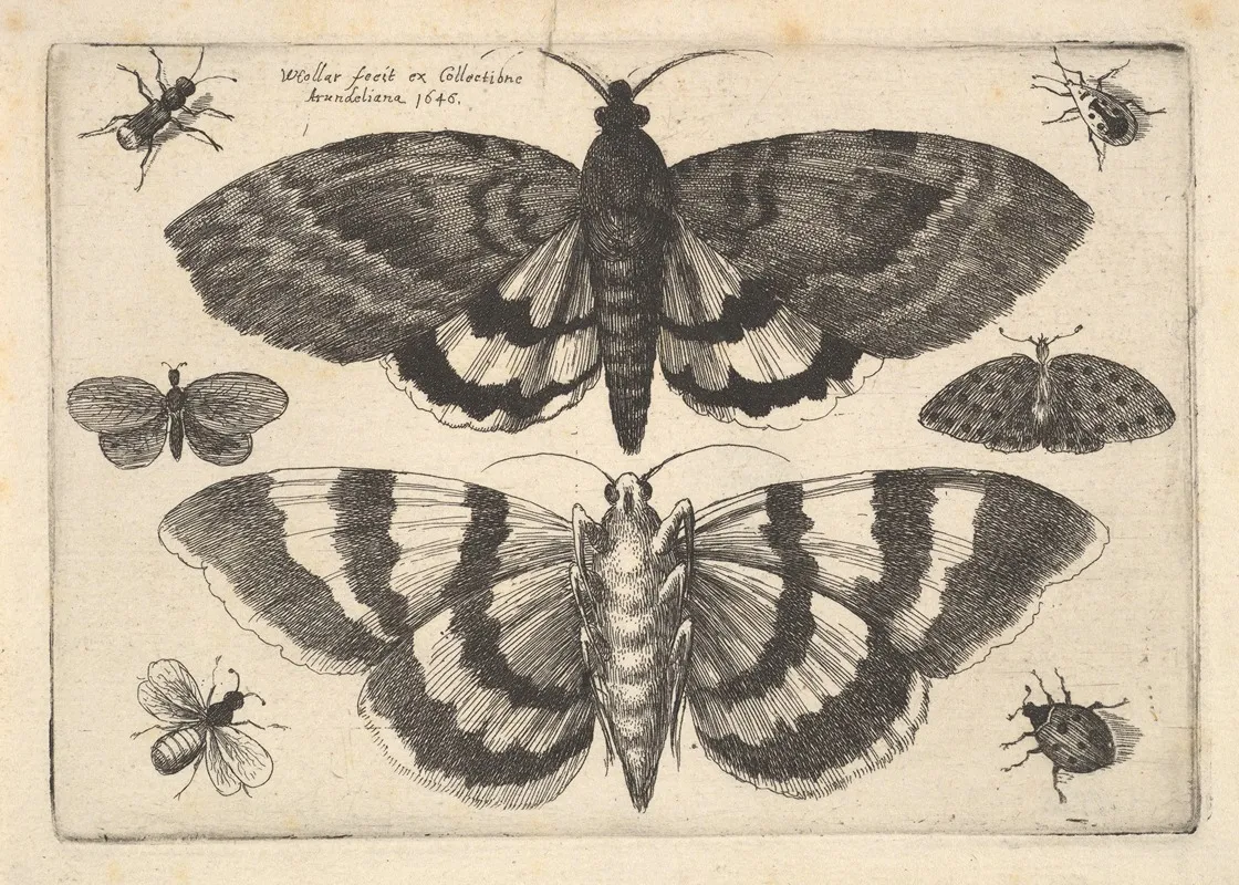 Two Moths And Six Insects