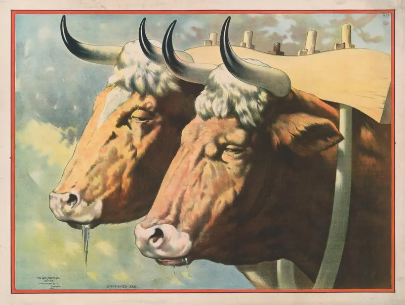 Two Oxen Drooling