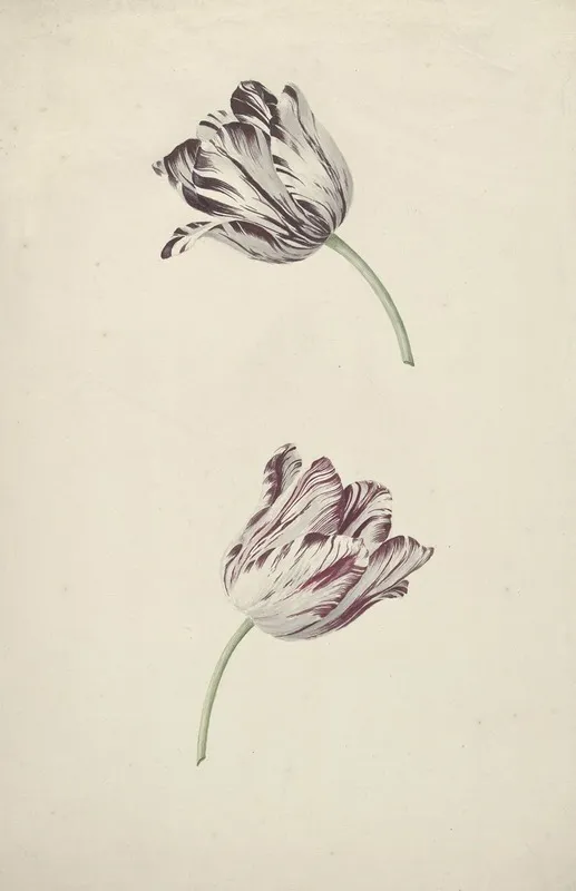 Two Red And White Tulips 2 Wall Art by Jan Laurensz. van der Vinne - High-Resolution Digital Print