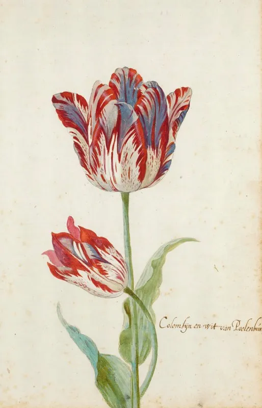 Two Red And White Tulips Wall Art by Jacob Marrel - High-Resolution Digital Print
