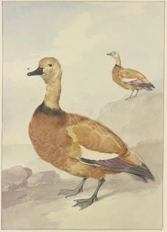 Two Red Ducks Wall Art by Aert Schouman - High-Resolution Digital Print