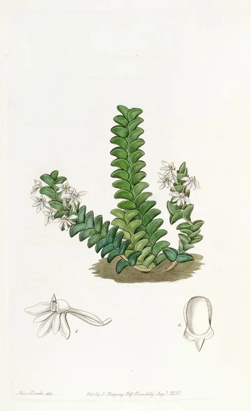 Two Rowed Angraecum Wall Art by Sydenham Edwards - High-Resolution Digital Print