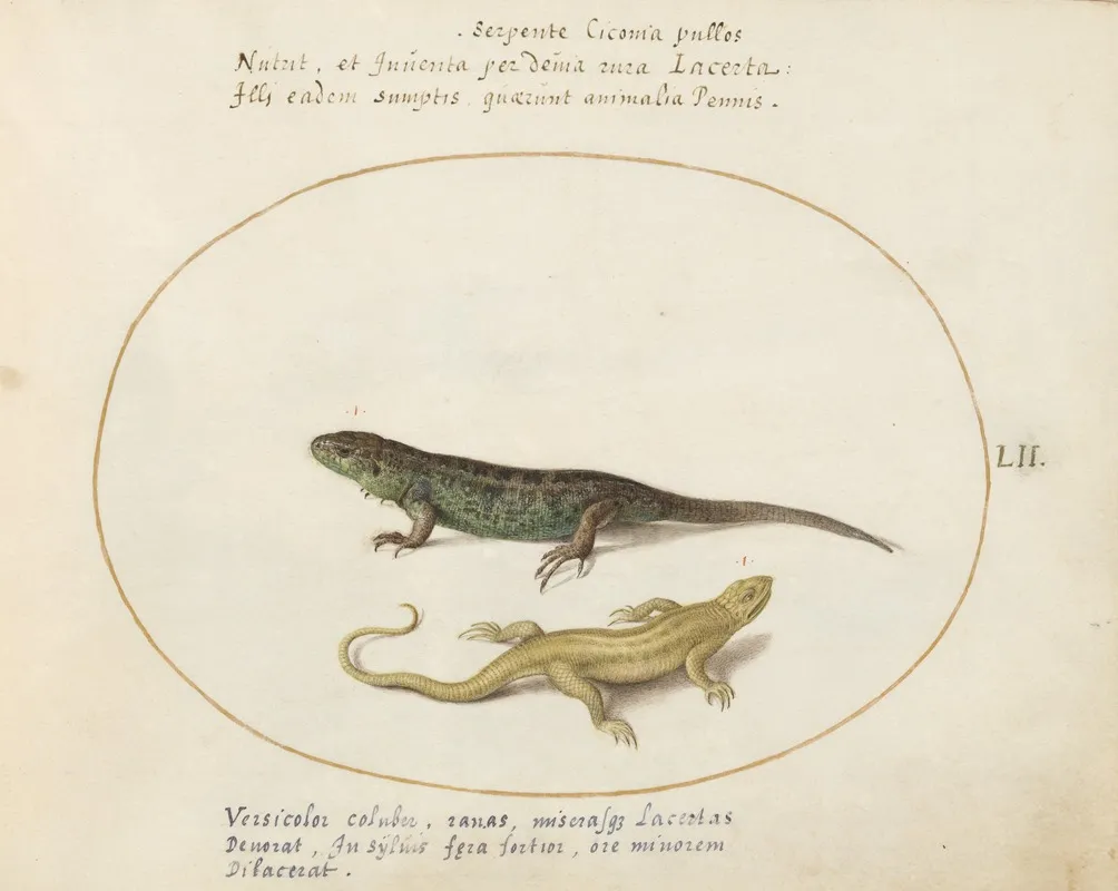 Two Sand Lizards