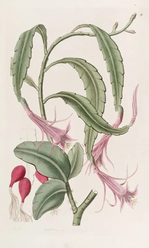 Two Shaped Torch Thistle Wall Art by Sydenham Edwards - High-Resolution Digital Print