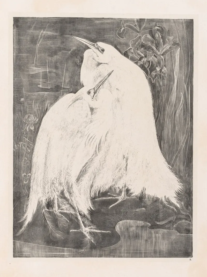 Two Silver Herons
