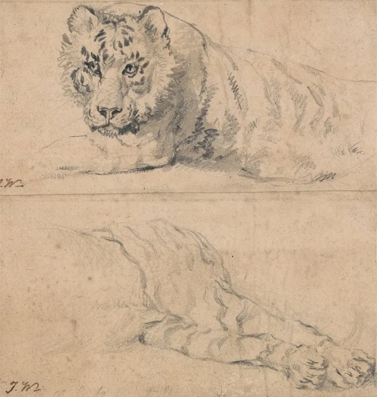 Two Studies Of A Tiger Above Head And Shoulders Below Hindquarters Wall Art by James Ward - High-Resolution Digital Print