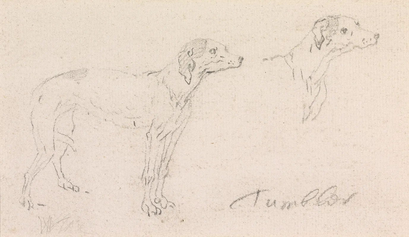 Two Studies Of Tumbler A Dog