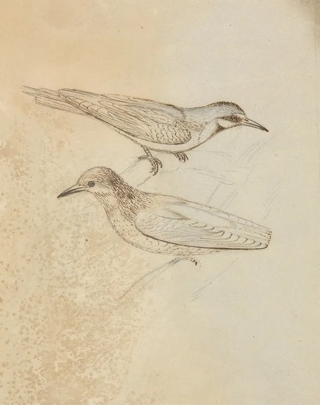 Two Tree Creepers