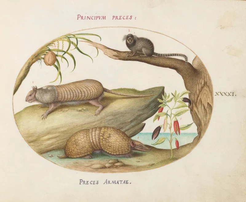 Two Types Of Armadillos With A Marmoset A Coconut Palm And A Pepper Plant
