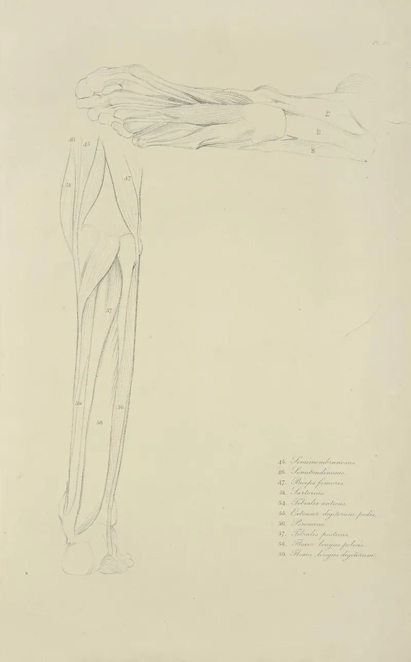 Two Views Of Musculature Of Lower Leg Wall Art by M.A. Nattali - High-Resolution Digital Print
