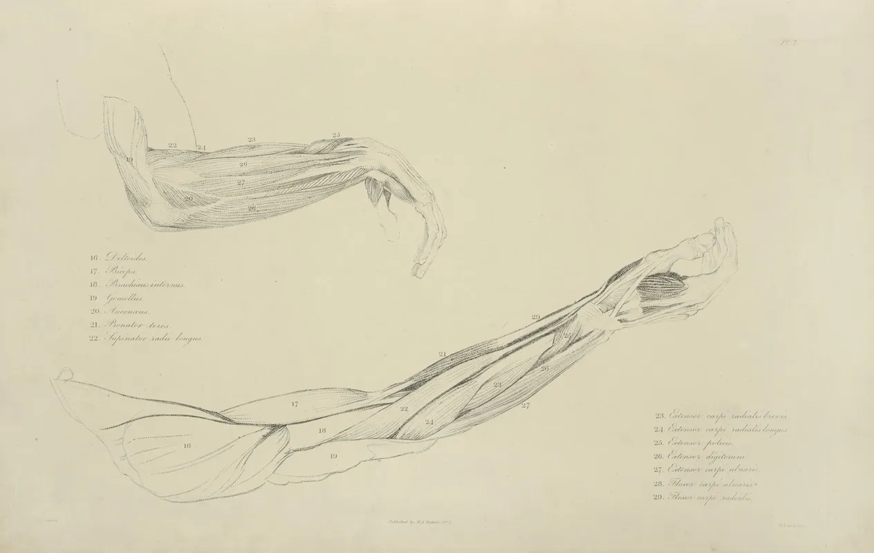 Two Views Of Musculature Of The Arm 2 Wall Art by M.A. Nattali - High-Resolution Digital Print