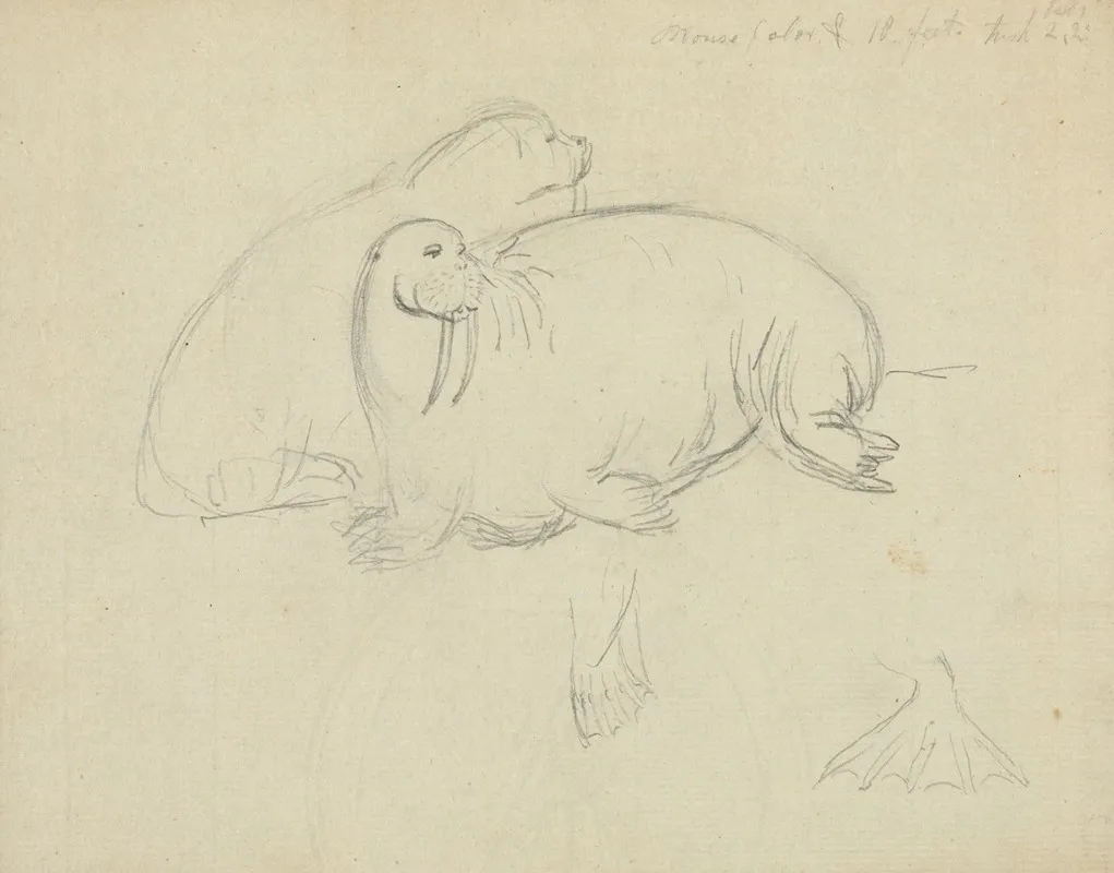 Two Walruses With Detail Of Flippers
